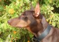 doberman