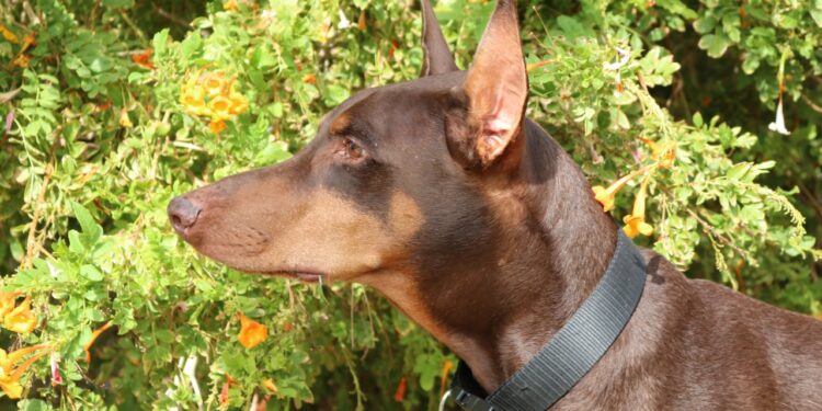 doberman