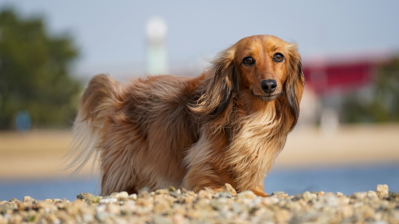 dachshund