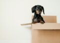 dachshund
