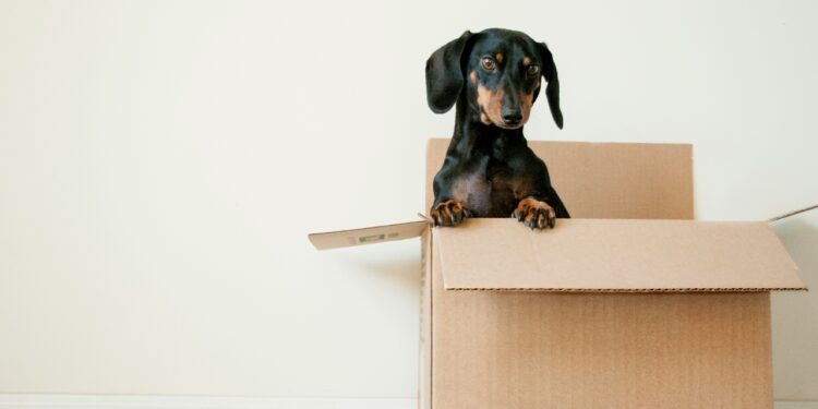 dachshund