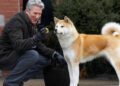 Sempre ao Seu Lado raça akita