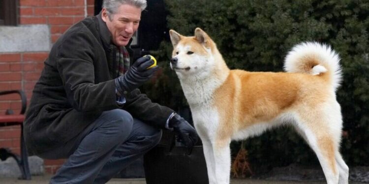 Sempre ao Seu Lado raça akita