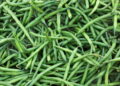 Passo a passo para cultivar vagem em casa com praticidade