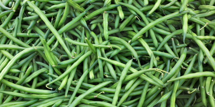 Passo a passo para cultivar vagem em casa com praticidade