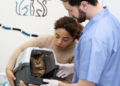Veja curiosidades sobre castração de gatos. Foto: FreePik