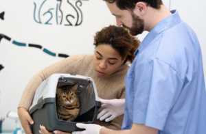 Veja curiosidades sobre castração de gatos. Foto: FreePik