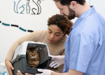 Veja curiosidades sobre castração de gatos. Foto: FreePik