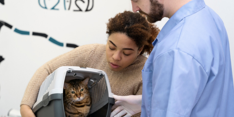 Veja curiosidades sobre castração de gatos. Foto: FreePik