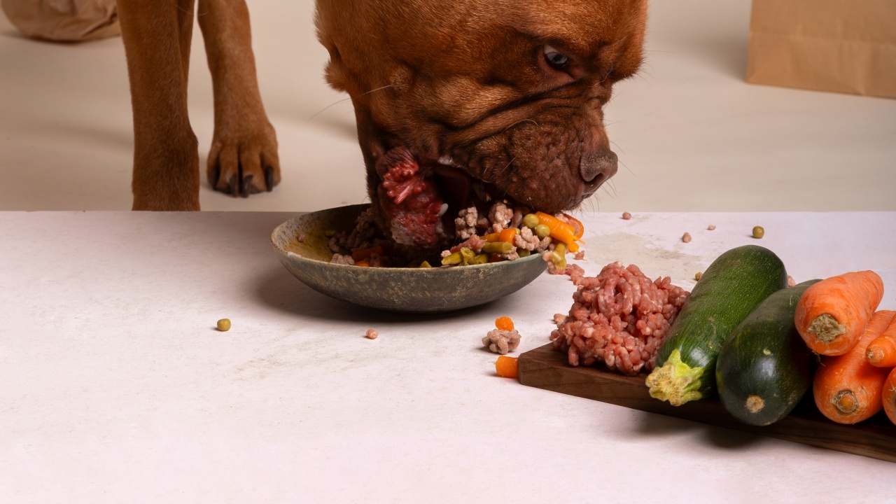 alimentação pet