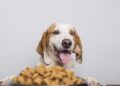alimentação pet