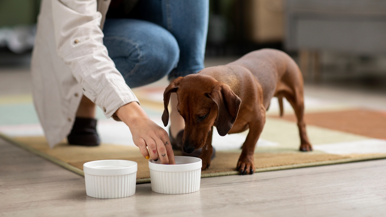 alimentação pet