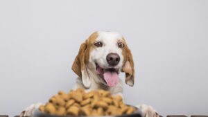 alimentação pet