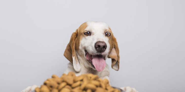 alimentação pet