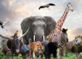 Ilustração de grupo de animais - Créditos: depositphotos.com / razihusin