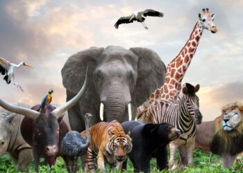 Ilustração de grupo de animais - Créditos: depositphotos.com / razihusin
