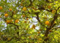 Pé de limão - Créditos: depositphotos.com / lachris77