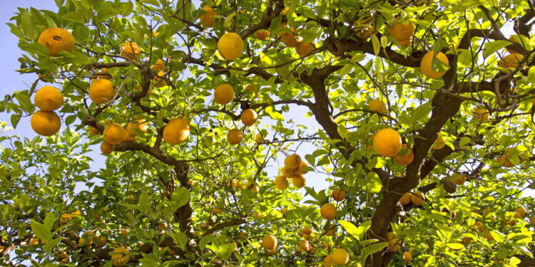 Pé de limão - Créditos: depositphotos.com / lachris77