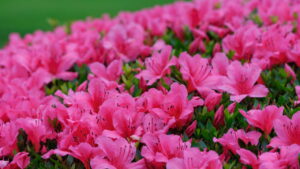 As plantas mais perigosas que podem matar seu pet em casa