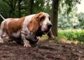 Basset Hound