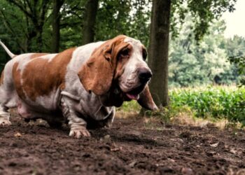 Basset Hound