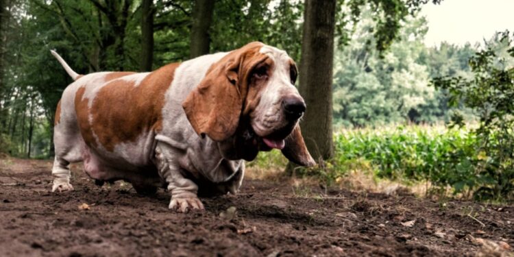Basset Hound