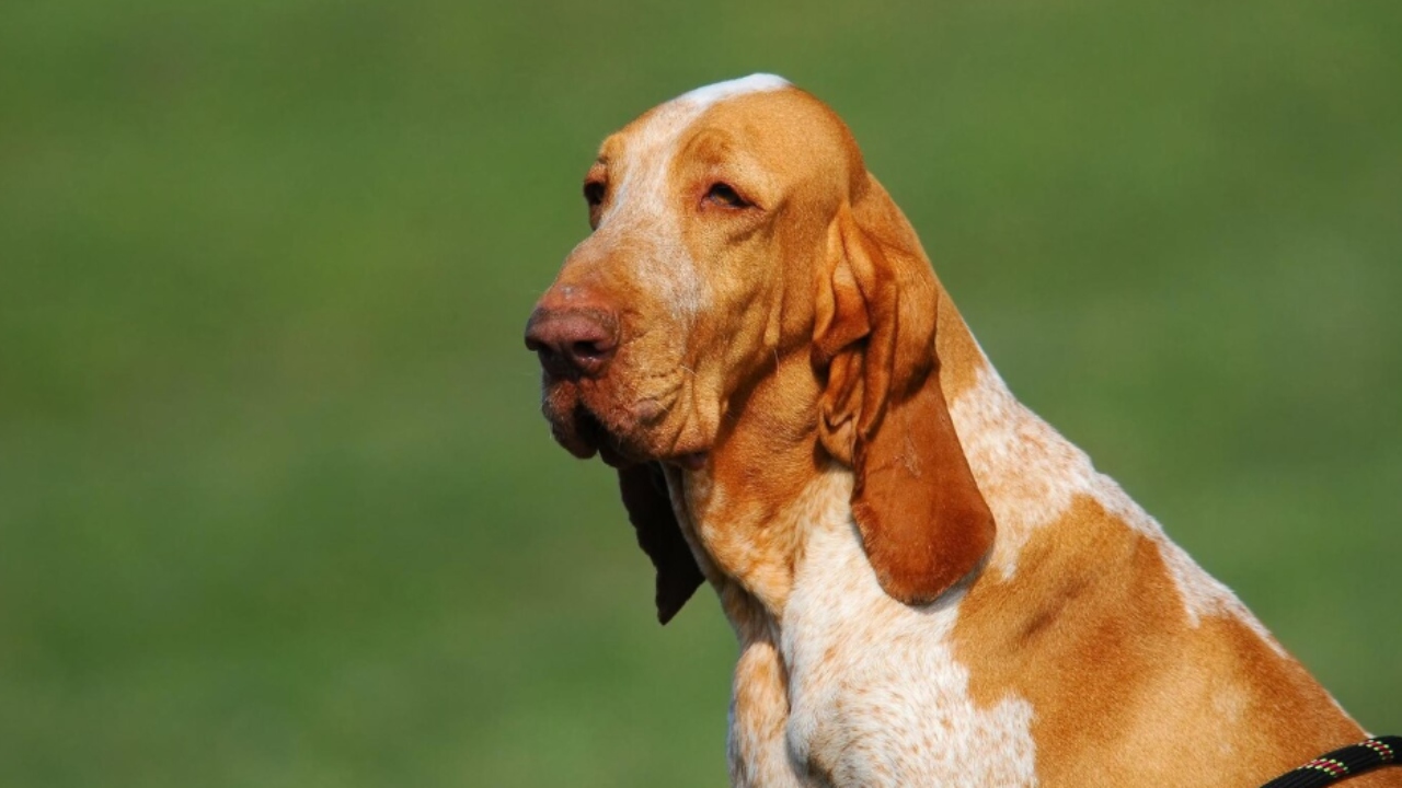Basset Hound