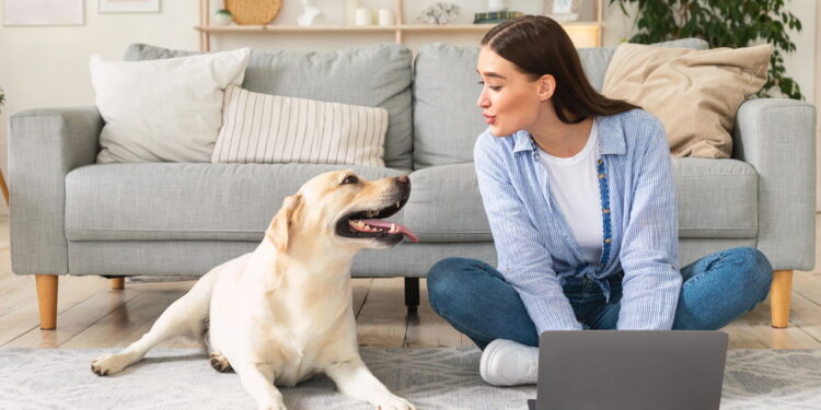 Onde alugar imóveis pet friendly com segurança e praticidade