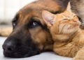 Cachorro e gato - Créditos: depositphotos.com / pyotr021