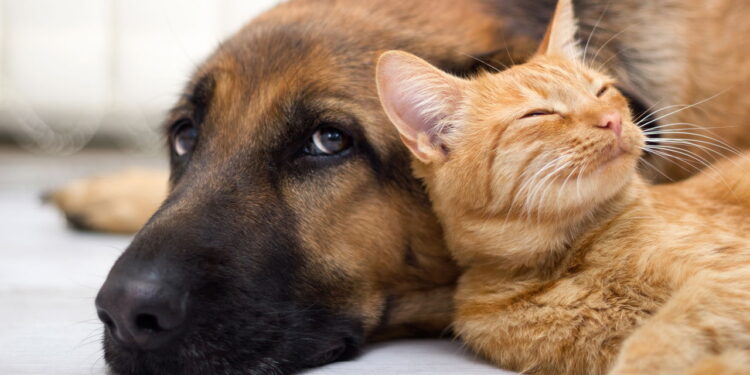 Cachorro e gato - Créditos: depositphotos.com / pyotr021