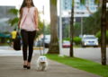 As 5 cidades mais pet friendly do mundo para viver com seu pet