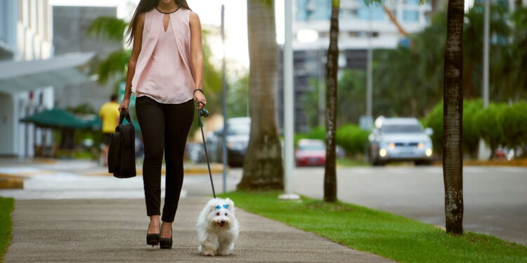 As 5 cidades mais pet friendly do mundo para viver com seu pet