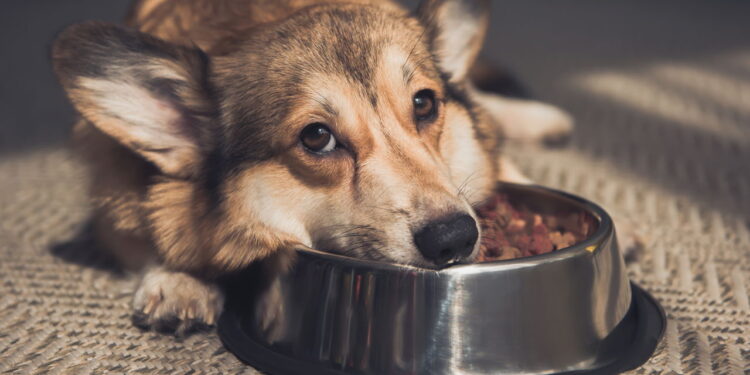 Ilustração de cachorro triste - Créditos: depositphotos.com / AllaSerebrina