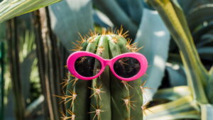 O jeito mais econômico e completo de cultivar cactos em casa