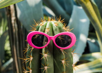 O jeito mais econômico e completo de cultivar cactos em casa