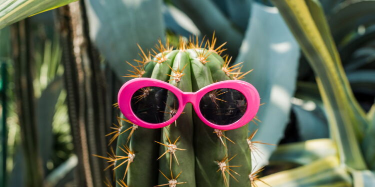 O jeito mais econômico e completo de cultivar cactos em casa