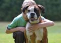 Você sabia que os cães podem descobrir doenças e ajudar nos tratamentos? Especialistas explicam
