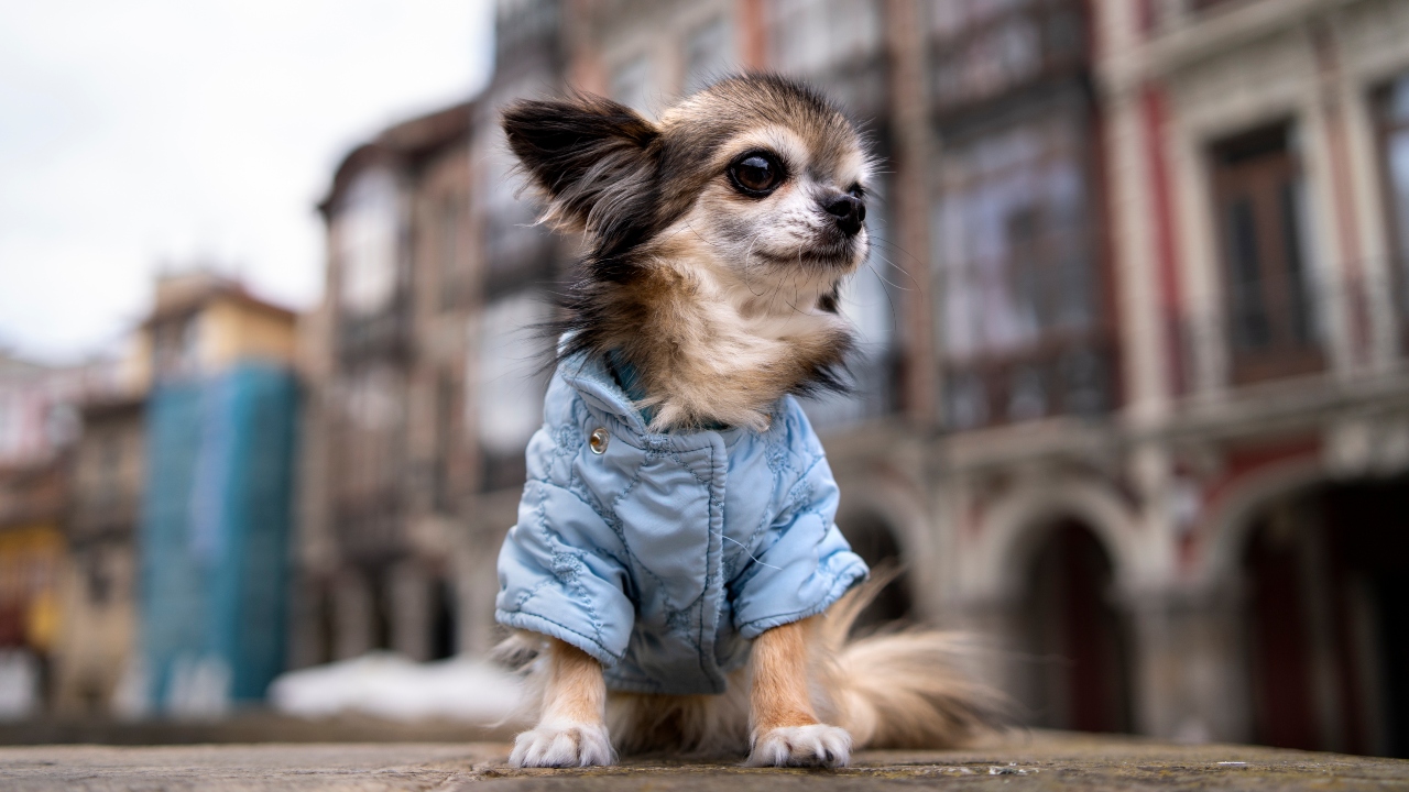 Chihuahua