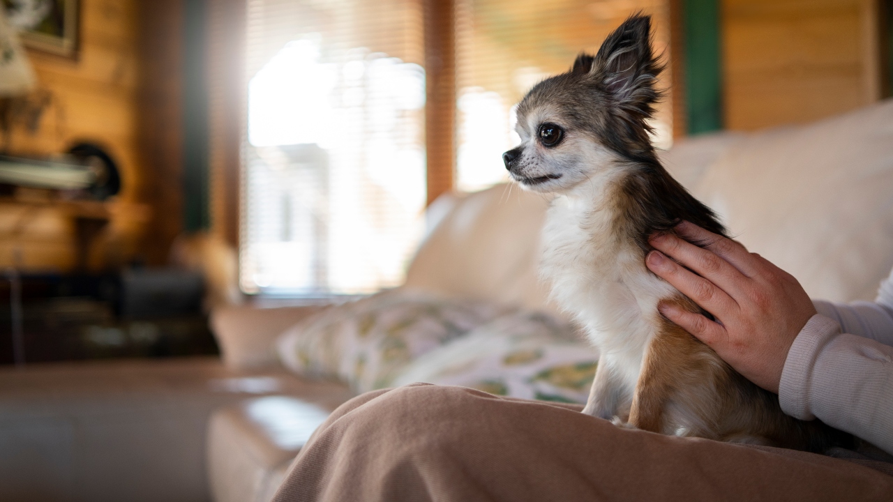 Chihuahua