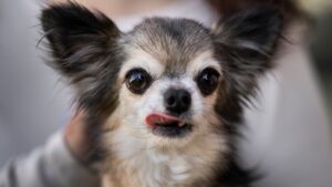 Chihuahua