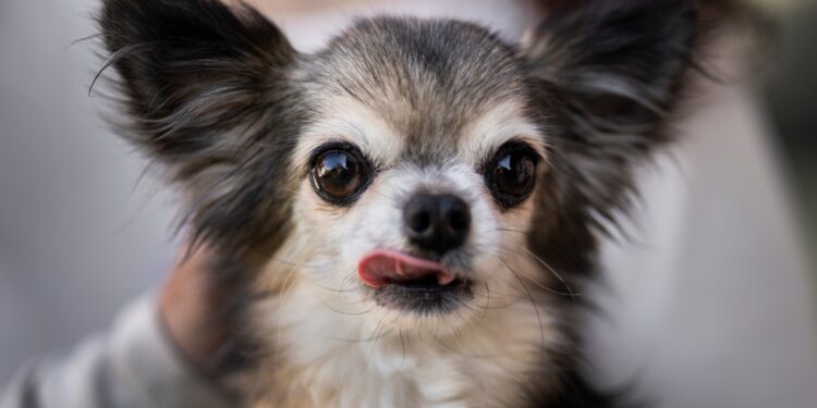 Chihuahua