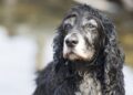 cocker spaniel inglês