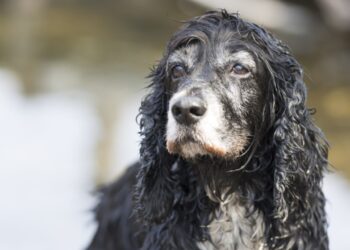 cocker spaniel inglês