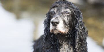 cocker spaniel inglês