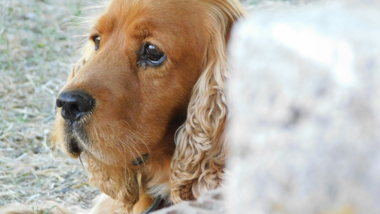 cocker spaniel inglês