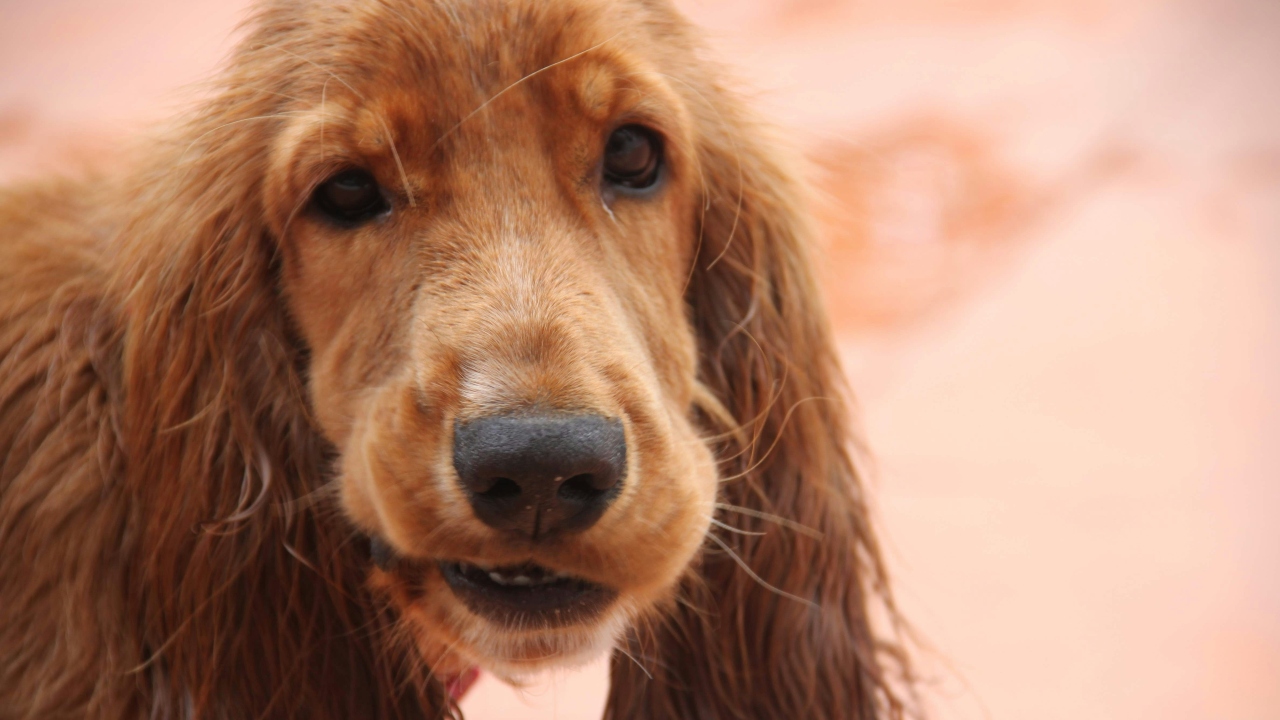 cocker spaniel inglês