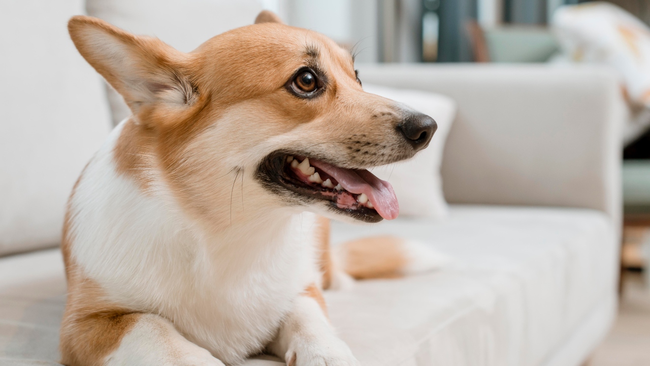 Corgi: tudo sobre o cãozinho da realeza
