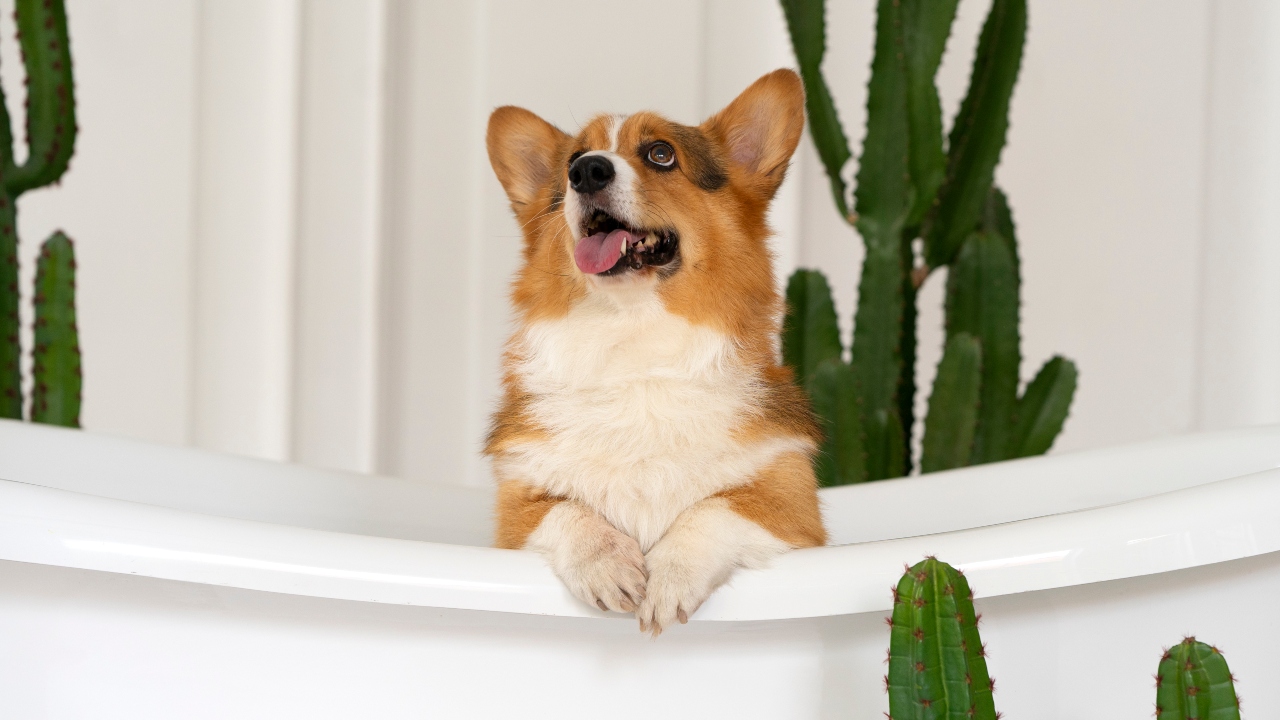 Corgi: tudo sobre o cãozinho da realeza