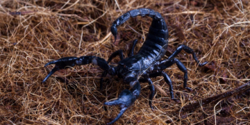 Tome cuidado se avistar um escorpião. Imagem: FreePik