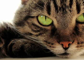 O ronronar do seu gato pode esconder algo além do carinho